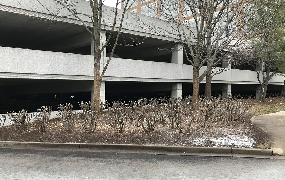 Tips from the Field: Rejuvenation Pruning